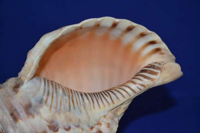 Natural Conch Sea Shell Lamp on Wooden Base