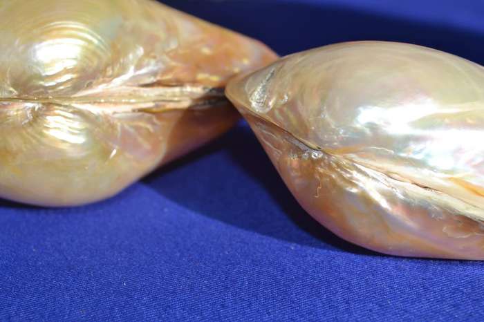 Natural Sea Shells - Coquina Clam