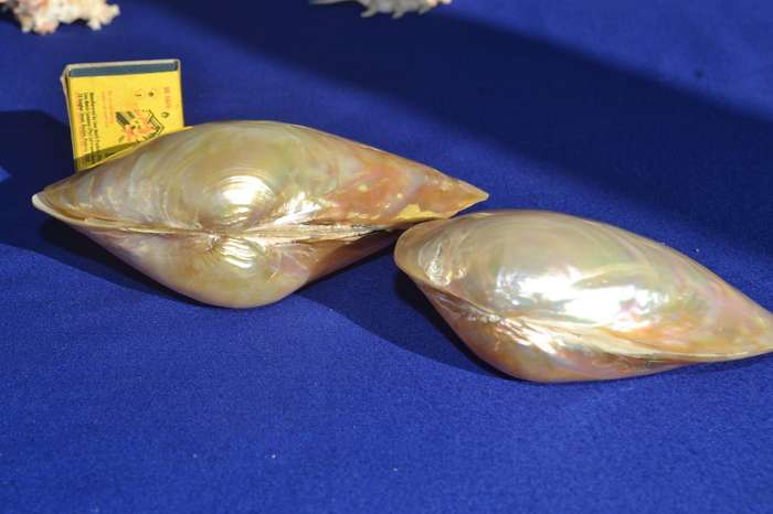 Natural Sea Shells - Coquina Clam