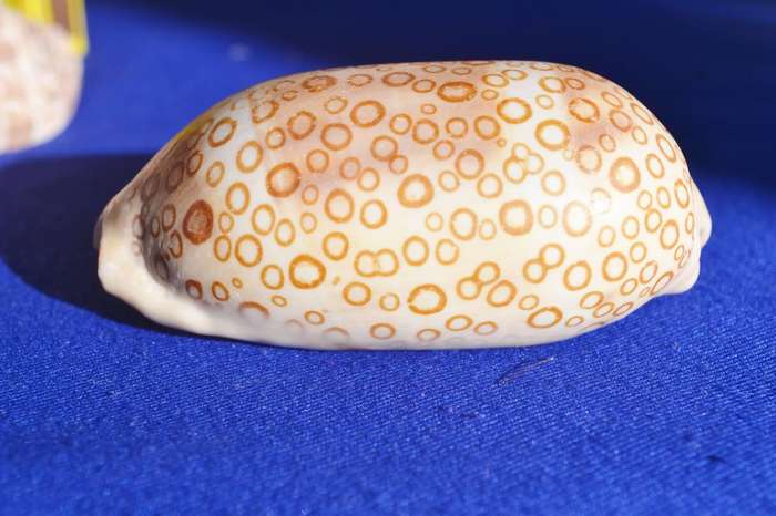 Assorted Natural Sea Shells