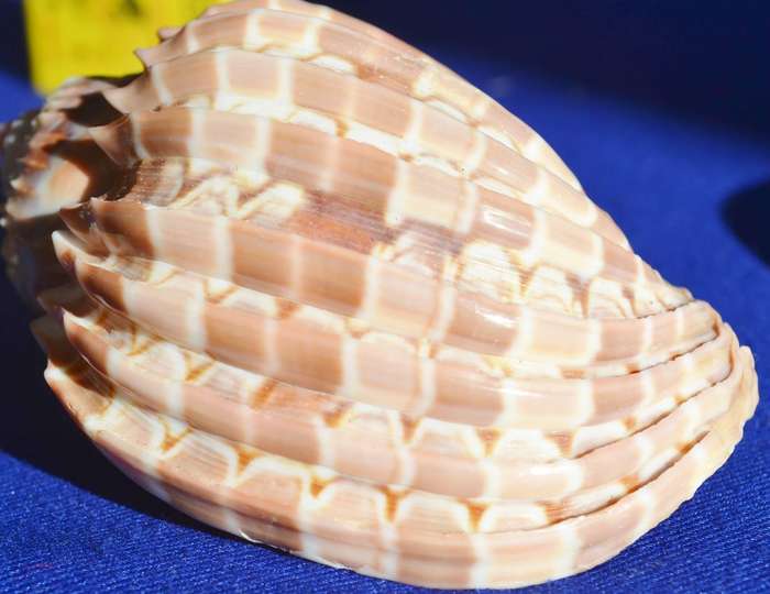 Assorted Natural Sea Shells