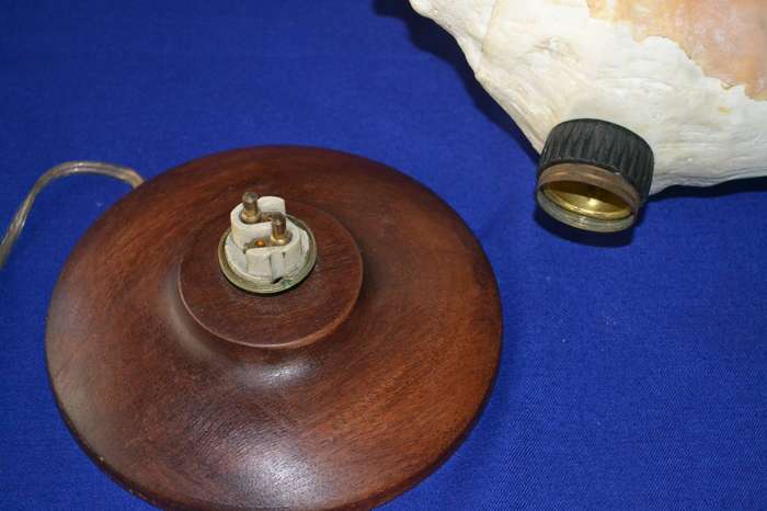 Natural Spider Conch Sea Shell Lamp on Wooden Base