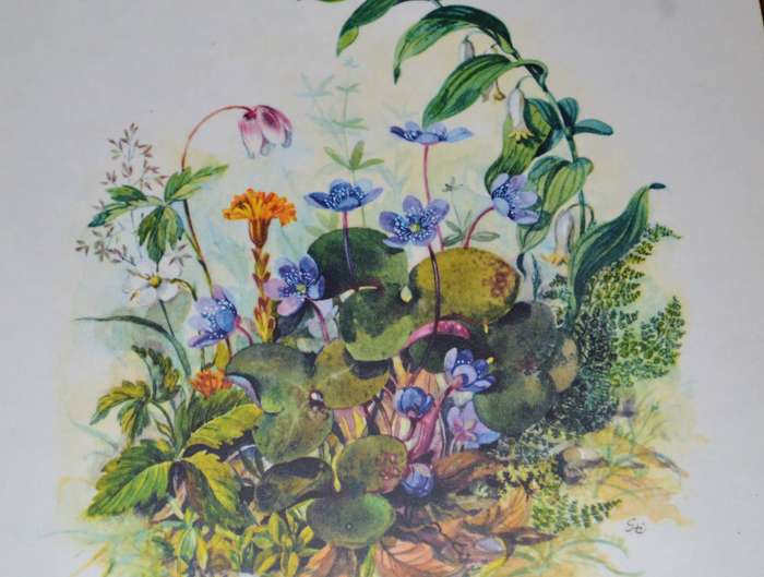 Vintage Boxed Set of 8 Sheraton Table / Place Mats Country Flowers
