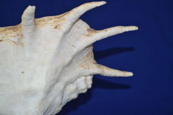 Natural Spider Conch Sea Shell Lamp on Wooden Base