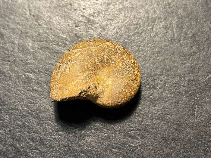 Lot 2 of 4 - Ancient ammonite fossil as per photo