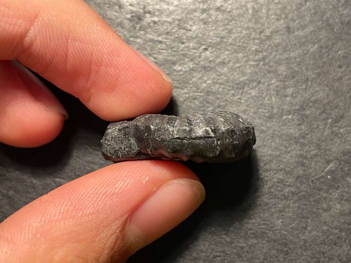 Lot 1 of 4 - Ancient ammonite fossil as per photo