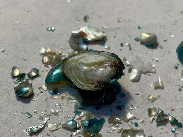 Natural freshwater pearls - Blue colour - Price is per pearl