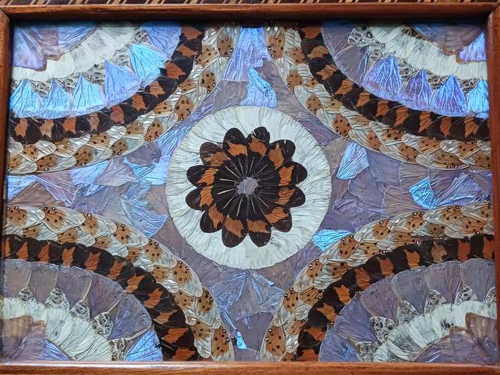 Butterfly Tray A Mahogany inlaid Tray decorated with hundreds of taxidermy butterfly wings