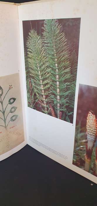 Color Treasury of Herbs & other Medicinal Plants