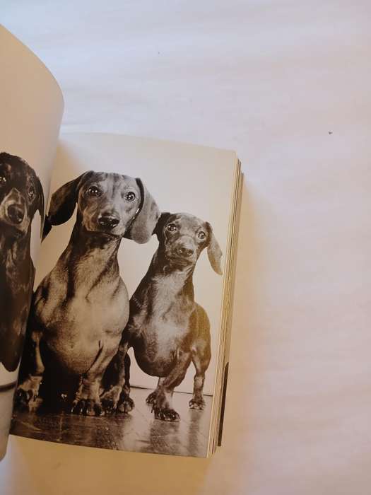 A Thousand Dogs by Raymond Merritt & Miles Barth