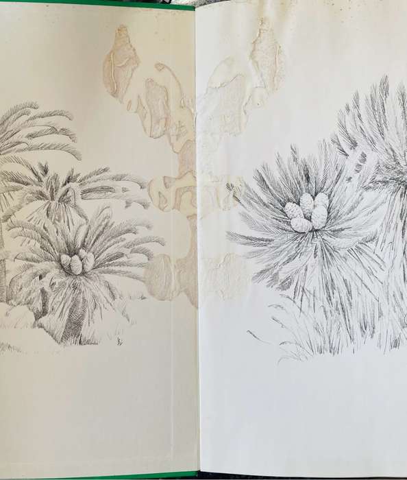 `CYCADS OF SOUTH AFRICA` BY CYNTHIA GIDDY-FIRST EDITION IN GOOD CONDITION