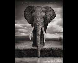 "A SHADOW FALLS" BY NICK BRANDT, FIRST EDITION 2009