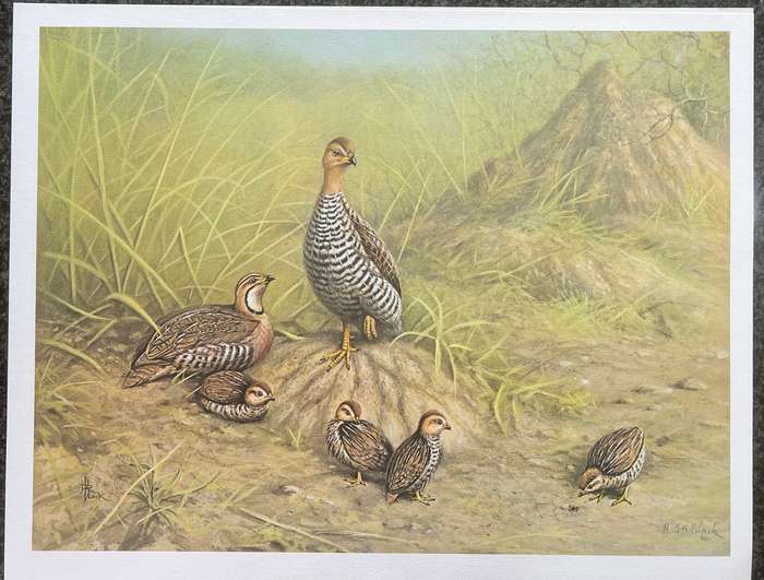 SIGNED, NUMBERED! 1 x COLLECTION OF 4 PRINTS BY RAY BLACK, SOUTH AFRICAN GAME BIRDS