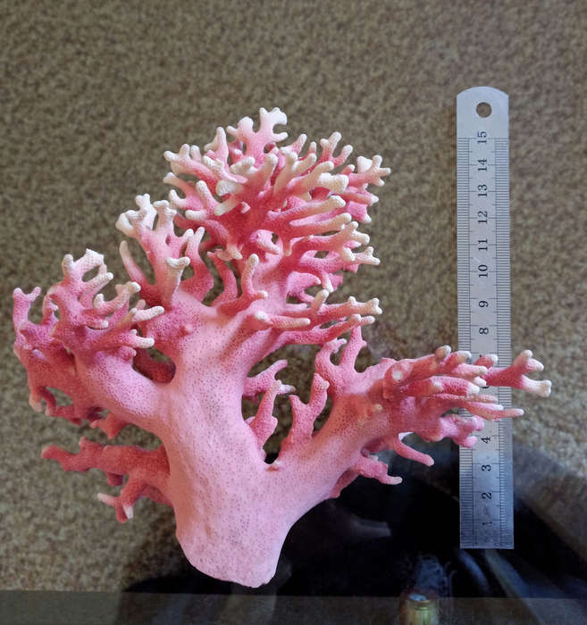 Natural colored coral