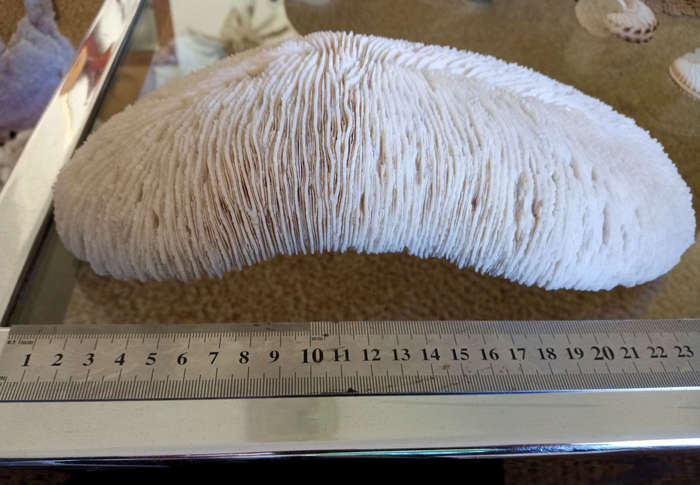 Large sea coral