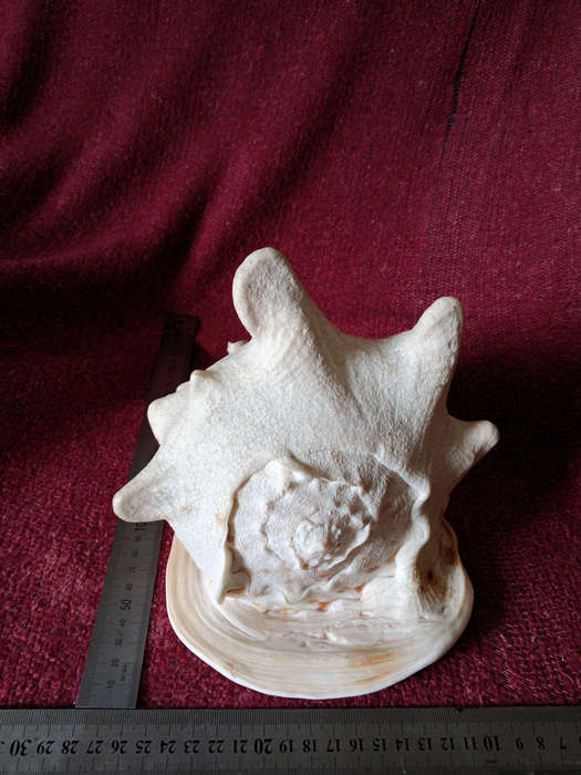 Large Helmet Conch Shell