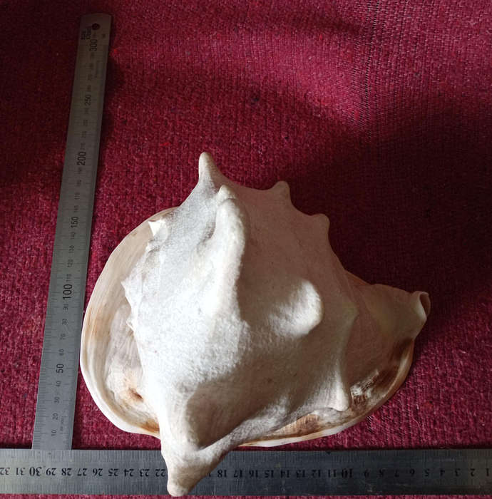 Large Helmet Conch Shell