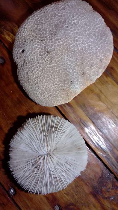 Shell bundle