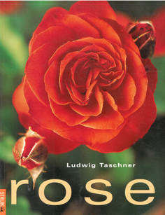 Rose. Afrikaans edition. Garden
