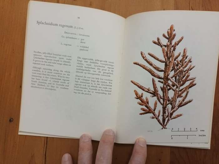 The Seaweeds of the Tsitsikama Costal National Park