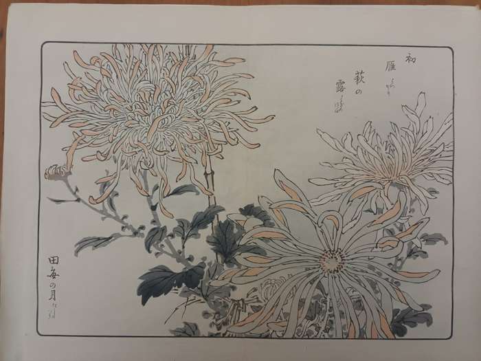 Kono Bairei: 11 original Japanese woodblock prints of chrysanthemums, 1890s