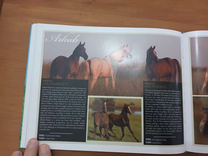 Arabians of Southern Africa 2009 (Equestrianism, horses)