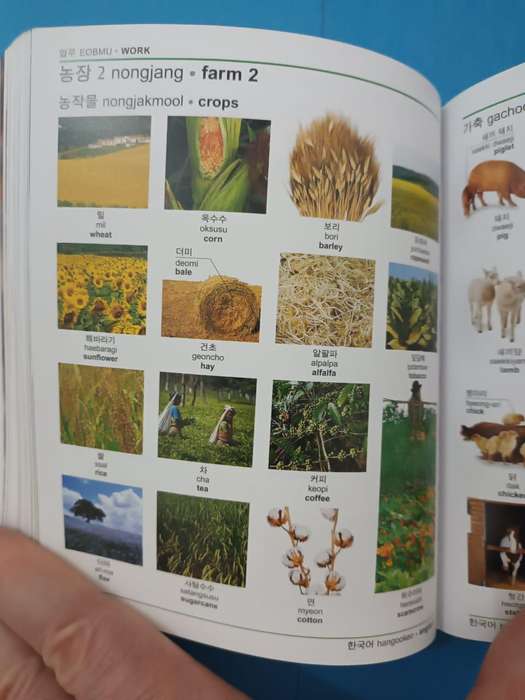 (Dorling Kindersley) Korean English Bilingual Dictionary