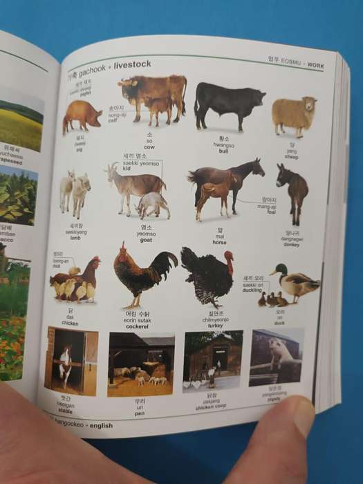 (Dorling Kindersley) Korean English Bilingual Dictionary