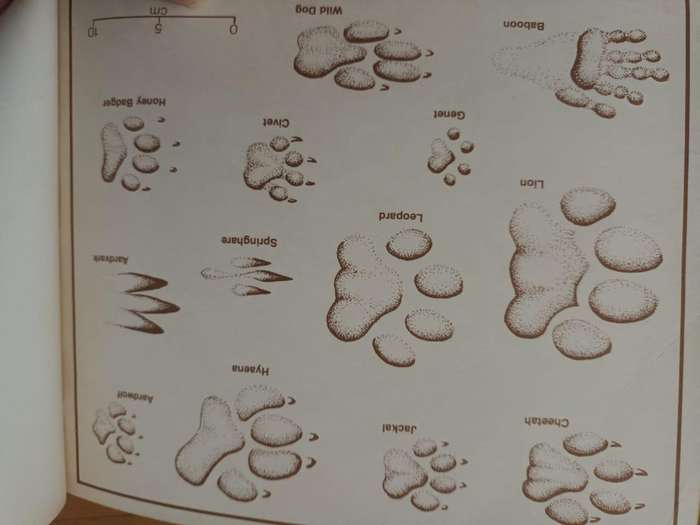 Mammals of South Africa