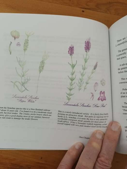 Lavender at Froggy Pond Farm (scarce)