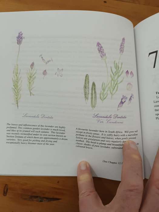 Lavender at Froggy Pond Farm (scarce)