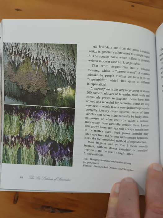 Lavender at Froggy Pond Farm (scarce)