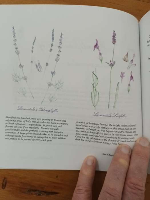 Lavender at Froggy Pond Farm (scarce)