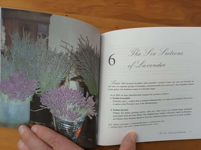 Lavender at Froggy Pond Farm (scarce)