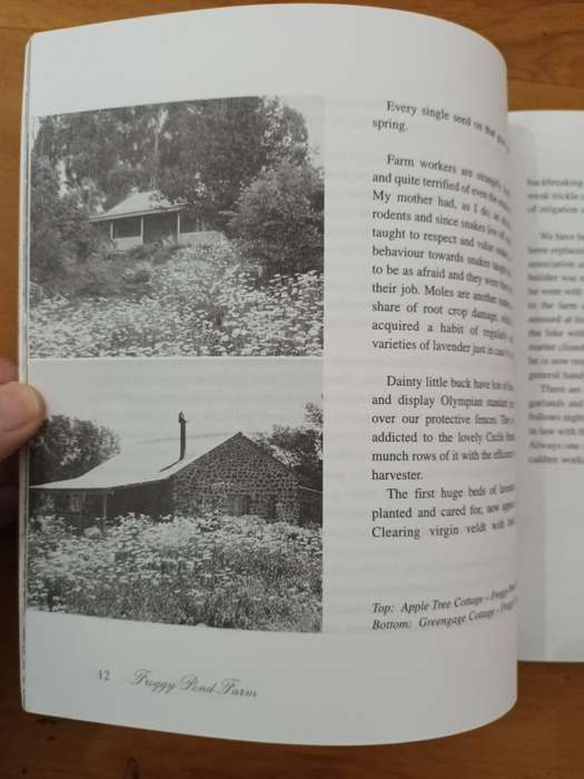 Lavender at Froggy Pond Farm (scarce)