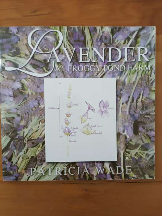 Lavender at Froggy Pond Farm (scarce)