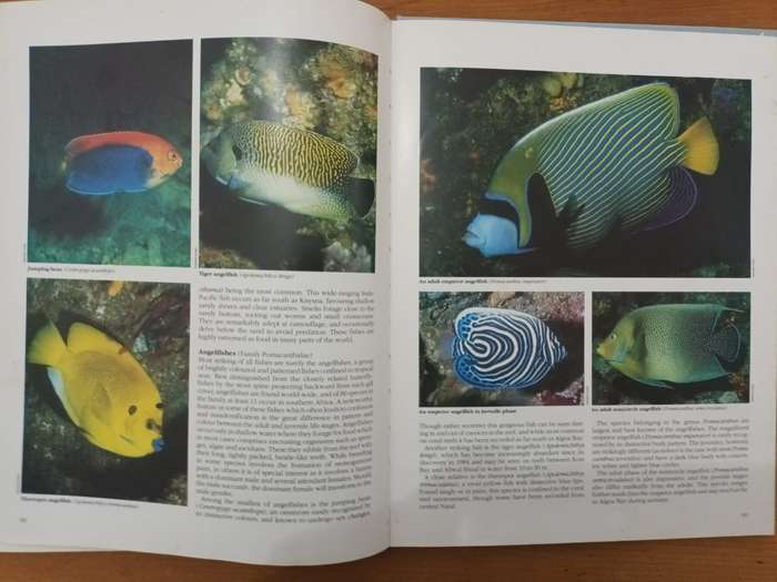 Everyone's Guide to the Sea Fishes of Southern Africa