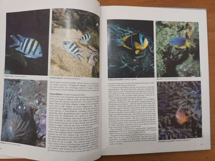 Everyone's Guide to the Sea Fishes of Southern Africa