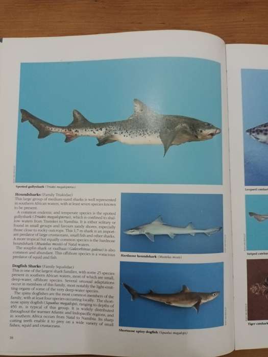 Everyone's Guide to the Sea Fishes of Southern Africa