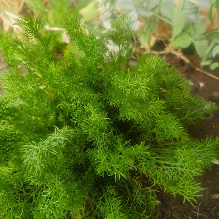 Chamomile German Organic (2.5ml Seeds)