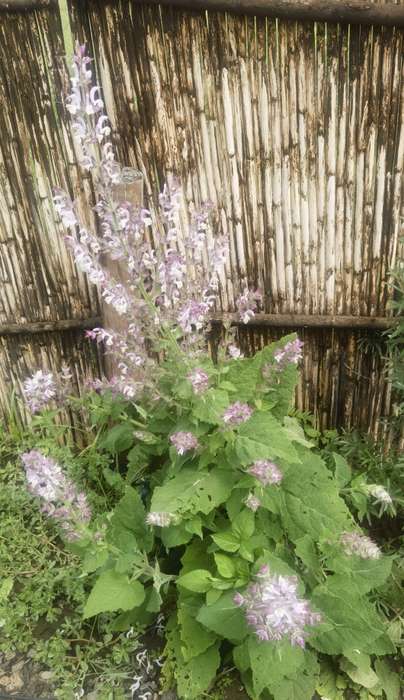 Clary Sage (10 Seeds)