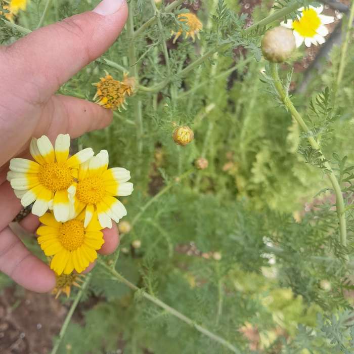 Crysanthemum Shangai Edible (2.5ml Seeds)