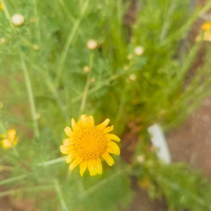 Crysanthemum Shangai Edible (2.5ml Seeds)