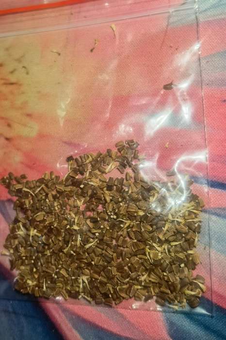 Crysanthemum Shangai Edible (2.5ml Seeds)