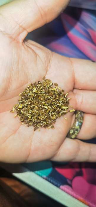 Crysanthemum Shangai Edible (2.5ml Seeds)