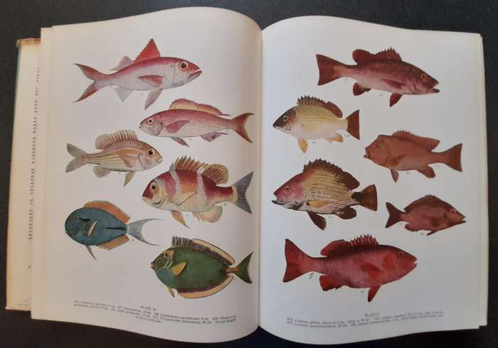 The sea fishes of Southern Africa, Professor J. L. B. Smith 1965, Reprint Revised Enlarged Edition