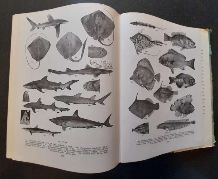 The sea fishes of Southern Africa, Professor J. L. B. Smith 1965, Reprint Revised Enlarged Edition