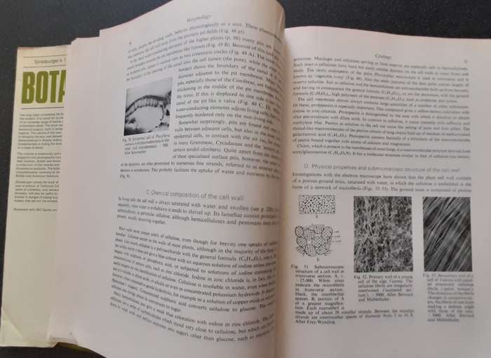 Strasburger's Textbook of Botany 1967
