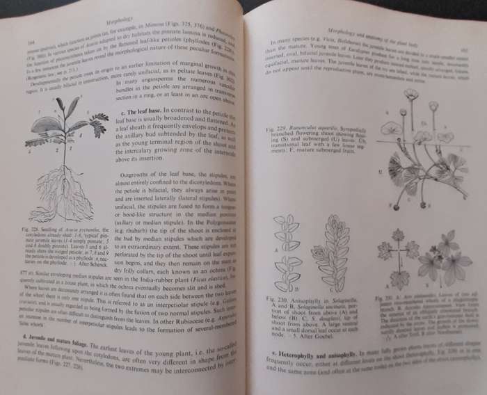 Strasburger's Textbook of Botany 1967