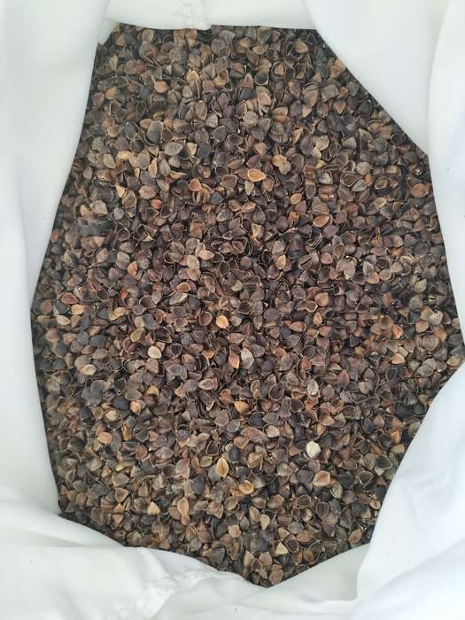 Buckwheat Pillow